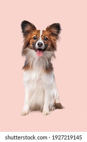 papillon or Butterfly Dog in front of a soft pink background - Shutterstock ID 1927219145