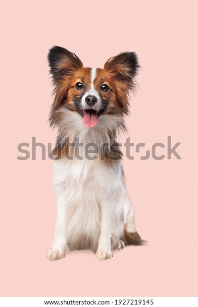papillon or Butterfly Dog in front of a soft\
pink background