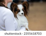The Papillon, also called the Continental Toy Spaniel at the dog show.