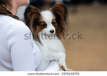 The Papillon, also called the Continental Toy Spaniel at the dog show.