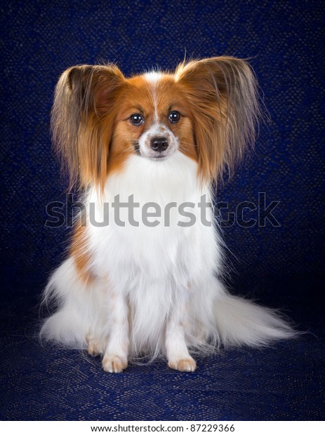 papillon australian shepherd mix