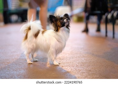 A papillon dog with a haircut for the breed stands and attentively waits for the command.