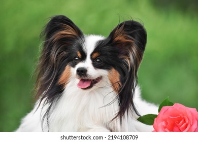 Papillon dog lies in the park on a green background
