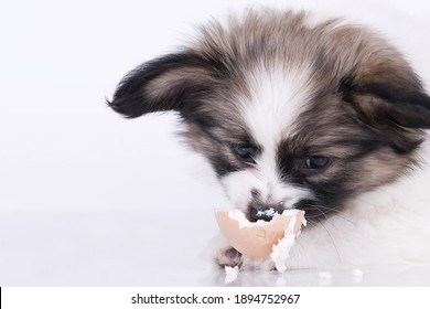 can puppies eat eggs