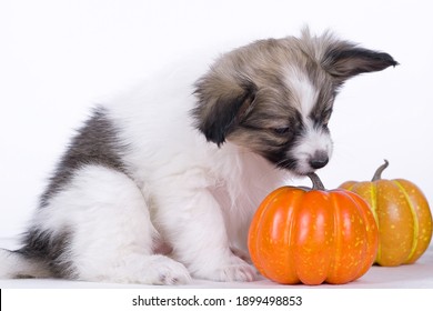 Papillon dog puppy on a white background The dog is eating the pumpkin. 