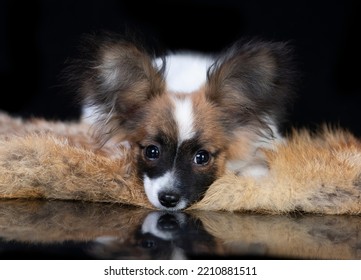 Papillon dog puppy, standing facing front. Looking towards camera. isolated on black background.