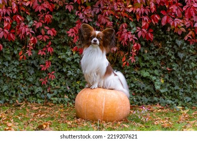 Papillon Dog Sits On A Pumpkin. Thanksgiving Day, Fall Season, Halloween Holidays. Purebred  Continental Toy Spaniel Looking At Camera. Autumn Colors Background. White And Brown Lap Dog With Big Ears.