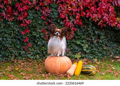 Papillon Dog Stand On A Pumpkin. Thanksgiving Day, Fall Season, Halloween Holidays. Purebred  Continental Toy Spaniel Looking At Camera. Autumn Colors Background. Lap Dog With Big Ears.