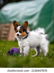 A papillon dog is standing in a garden with a green grass against a green background