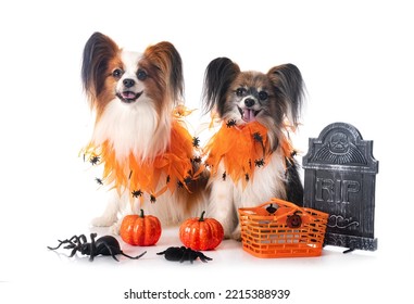 papillon dogs and halloween in front of white background