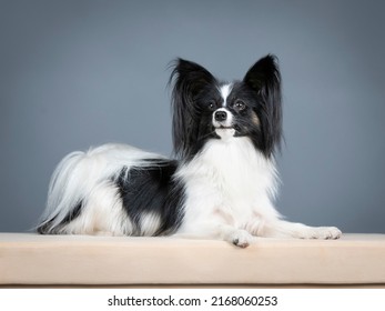 Papillon photography lying in a photography studio