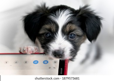 Papillon Puppy Sitting On A White Background. Dog Biting A Smartphone. Cute Puppy