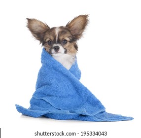 Papillon puppy in a towel on a white studio background