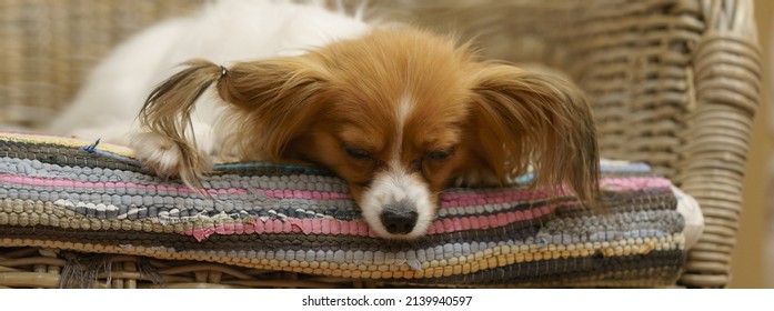 Papillon Purebred Dog lying down on the armchair at home, resting, dreaming, sleeping. Concepts of lovely pets and beauty of animals. Suitable for postcards, greeting cards, banners. Close up image
