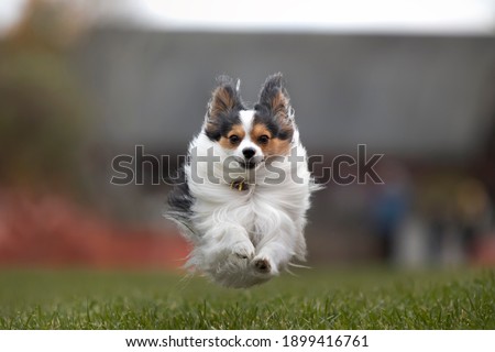 Papillon Running in the Grass