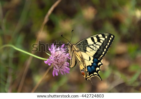 Papilon Machaon. Common Yellow or Oldworld Swallowtail