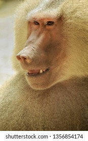 Papio hamadryas or hamadryas baboon is a species of baboon from the Old World monkey family. The hamadryas baboon was a sacred animal to the ancient Egyptians.
