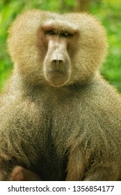 Papio hamadryas or hamadryas baboon is a species of baboon from the Old World monkey family. The hamadryas baboon was a sacred animal to the ancient Egyptians.