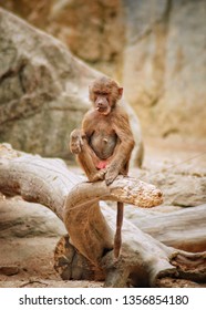 Papio hamadryas or hamadryas baboon is a species of baboon from the Old World monkey family. The hamadryas baboon was a sacred animal to the ancient Egyptians.