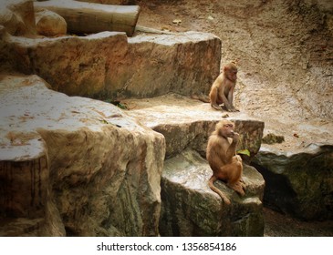 Papio hamadryas or hamadryas baboon is a species of baboon from the Old World monkey family. The hamadryas baboon was a sacred animal to the ancient Egyptians.