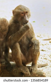 Papio hamadryas or hamadryas baboon is a species of baboon from the Old World monkey family. The hamadryas baboon was a sacred animal to the ancient Egyptians.