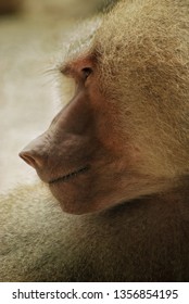 Papio hamadryas or hamadryas baboon is a species of baboon from the Old World monkey family. The hamadryas baboon was a sacred animal to the ancient Egyptians.