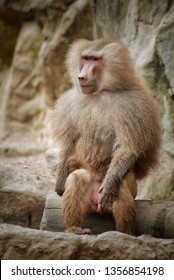 Papio hamadryas or hamadryas baboon is a species of baboon from the Old World monkey family. The hamadryas baboon was a sacred animal to the ancient Egyptians.