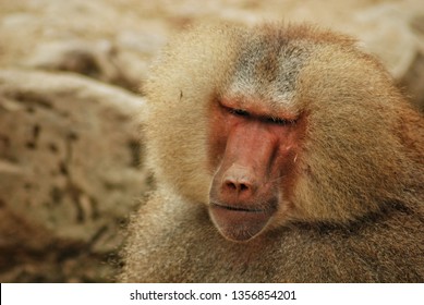 Papio hamadryas or hamadryas baboon is a species of baboon from the Old World monkey family. The hamadryas baboon was a sacred animal to the ancient Egyptians.