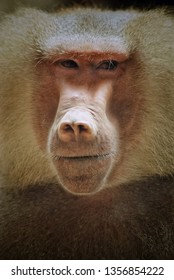 Papio hamadryas or hamadryas baboon is a species of baboon from the Old World monkey family. The hamadryas baboon was a sacred animal to the ancient Egyptians.