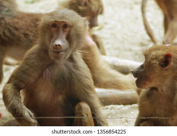 Papio hamadryas or hamadryas baboon is a species of baboon from the Old World monkey family. The hamadryas baboon was a sacred animal to the ancient Egyptians.