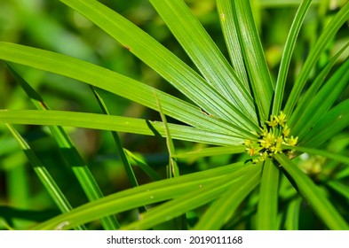 Papirus leaf in close up
