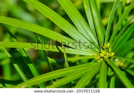 Papirus leaf in close up