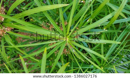 Papirus leaves in close-up background texture.​