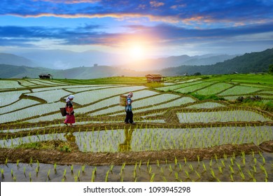 Pa-pong-peang Rice Terrace North Thailand