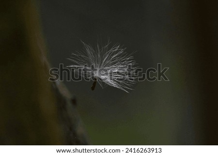

pappus being dispersed by the wind, wallpaper image
