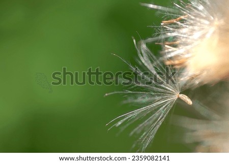 Pappus-clad fruit of the thistle plant releasing seed