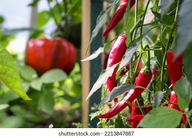 Paprika. Plant. Eat. Cooking. Meal.