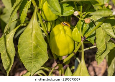 Paprika Plant In The Garden