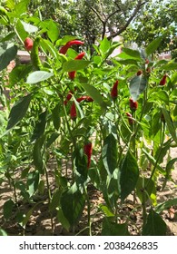 Paprika Redpepper is in the natural area.