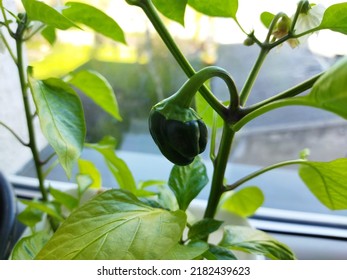 Paprika Seeds Grow In White Bucket