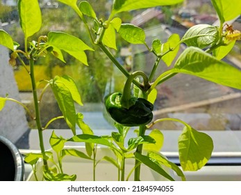 Paprika Seeds Grow In White Bucket