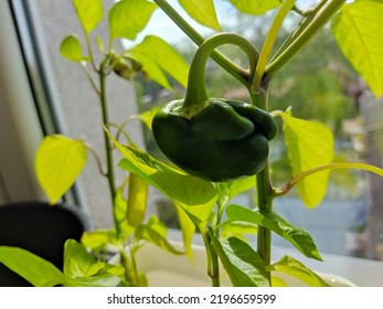 Paprika Seeds Grow In White Bucket