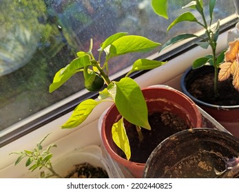 Paprika Seeds Grow In White Bucket