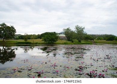 Papua New Guinea, Port Moresby, 21.10.2018 Gardens And Parks At 9 Mile State University Campus. Beautiful Lake With Water Lilies. Students And Teachers Live In A Beautiful Recreation Are. 