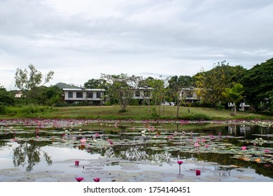 Papua New Guinea, Port Moresby, 21.10.2018 Gardens And Parks At 9 Mile State University Campus. Beautiful Lake With Water Lilies. Students And Teachers Live In A Beautiful Recreation Area.