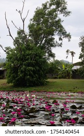 Papua New Guinea, Port Moresby, 21.10.2018 Gardens And Parks At 9 Mile State University Campus. Beautiful Lake With Water Lilies. Students And Teachers Live In A Beautiful Recreation Area.