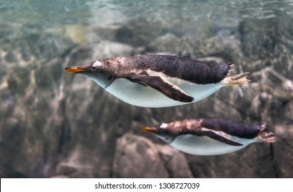 penguin with fish images