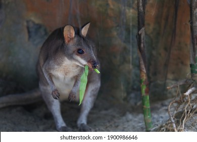 Papuan Agile Wallaby, Cute, Zoo