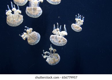 Papuan Jellyfish (Mastigias Papua),  Captive