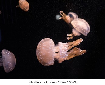 Papuan Jellyfish On Aquarium